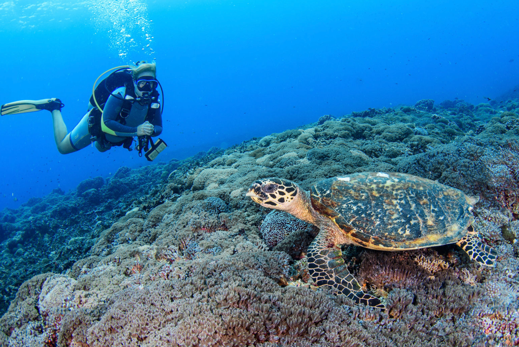 plongeurs tortue verte